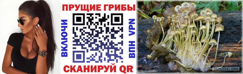 Псилоцибиновые грибы Psilocybine cubensis что такое Новый Оскол